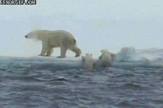 북극곰 모성애.GIF | 인스티즈