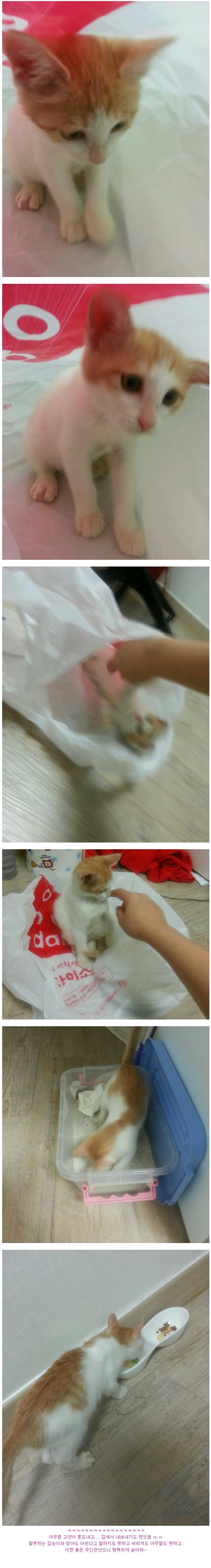 스압) 다 죽어가던 새끼 고양이 | 인스티즈
