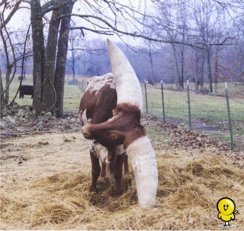 가장 큰 뿔을 가진 소 | 인스티즈