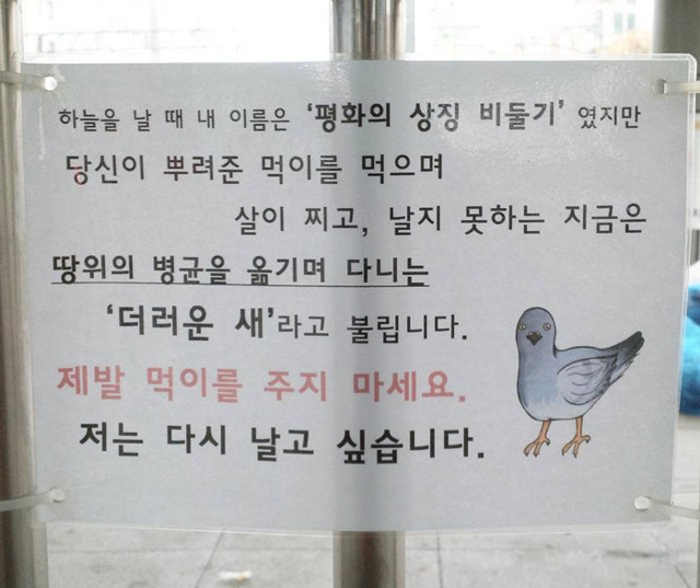 날지 못하는 비둘기의 진심.jpg | 인스티즈