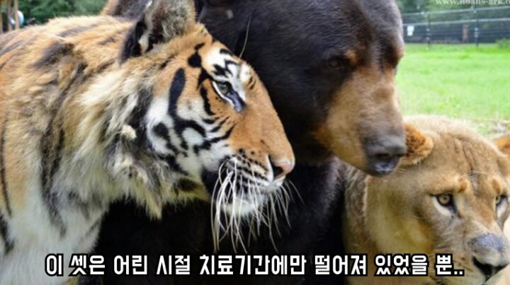 곰 사자 호랑이의 우정 | 인스티즈