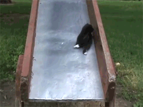 고양이.jpgif | 인스티즈