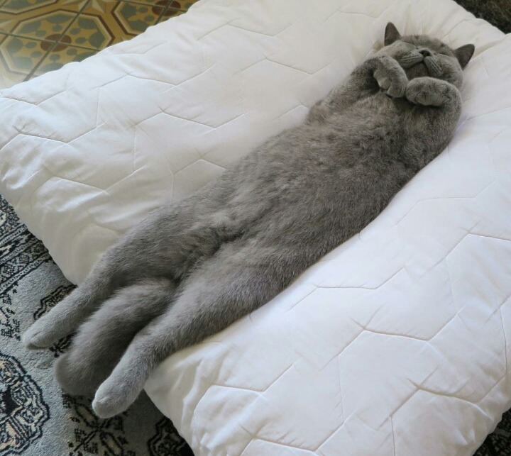 어디서나 잘자는 냥이 | 인스티즈