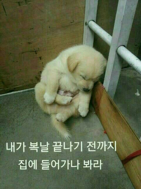 복 이미지