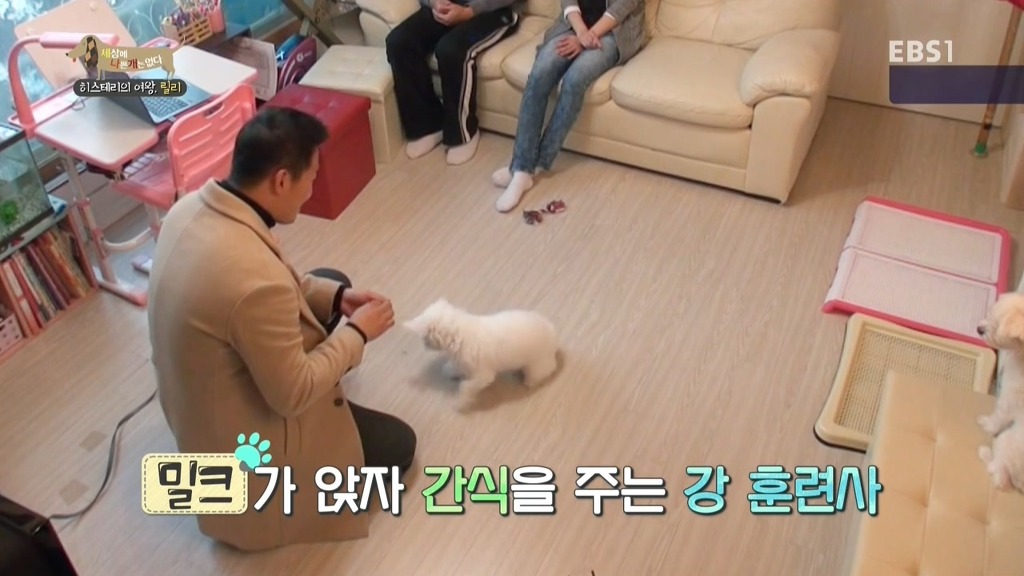 [세상에나쁜개는없다] 가족들에게 짖고 무는 강아지 릴리햏 | 인스티즈