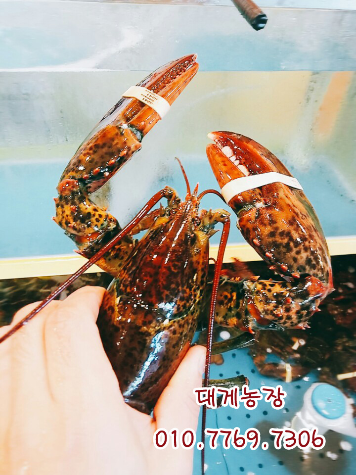 랍스타치즈구이 이미지