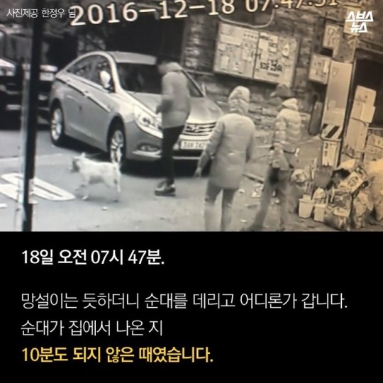  제 강아지가 잡아먹혔습니다 | 인스티즈