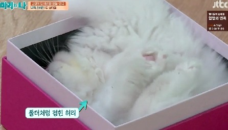 [마리와나] 뚱보냥 호동이 다이어트 시키기 (feat.먼지) | 인스티즈