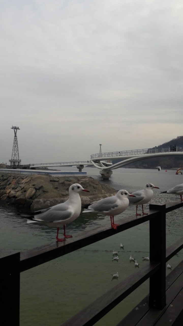 부산갈메기 이미지