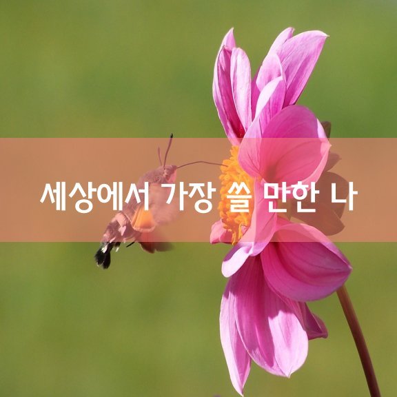 수보리 이미지