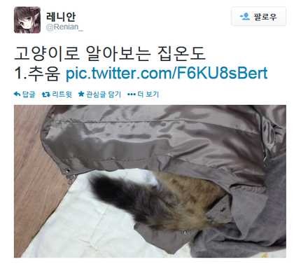 고양이로 알아보는 집 온도 | 인스티즈