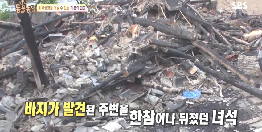 화재로 무너진 집에서 주인을 기다리는 멍멍이.jpg | 인스티즈