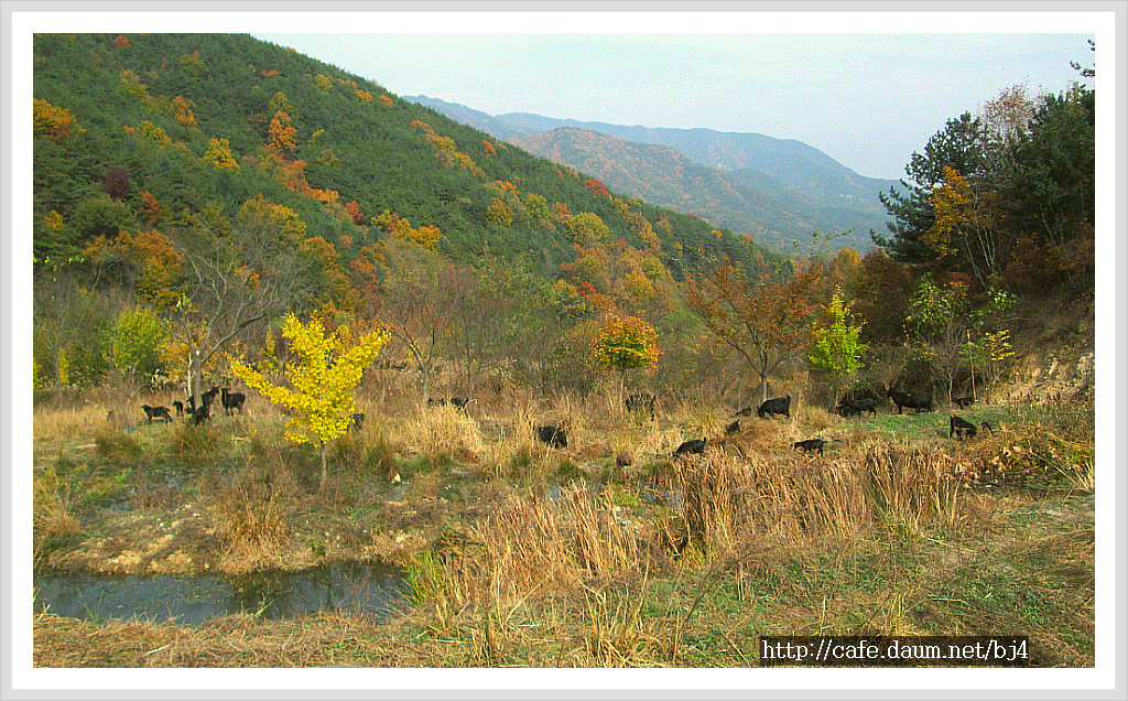 산골흑염소 이미지