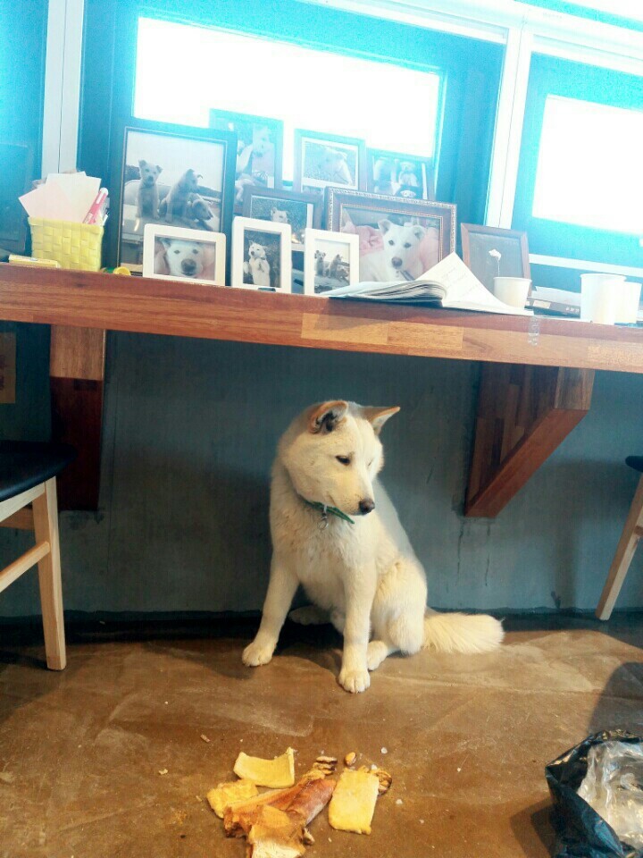 개소주가 되어버린 우리매실이의 위해 도와주세요! 부탁드립니다!제발 도와주세요! | 인스티즈