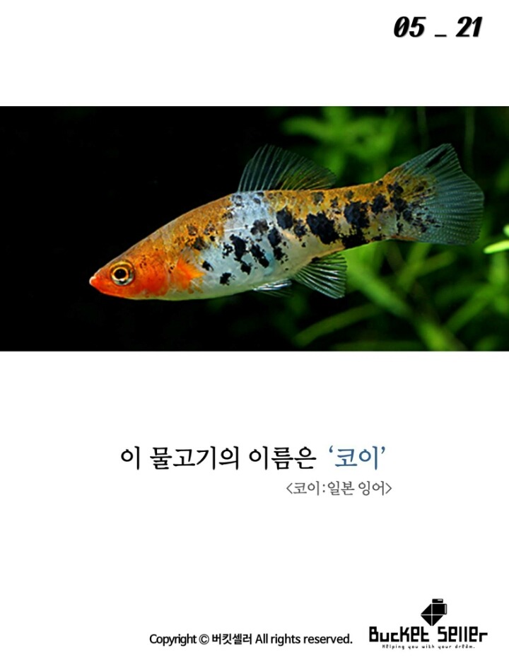 코이 이미지