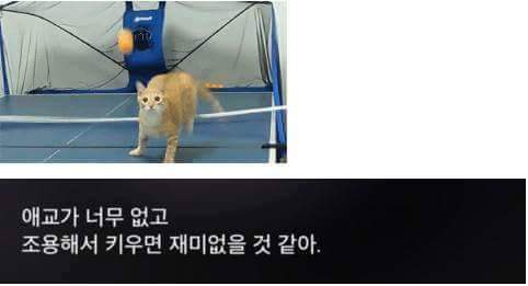 고양이 모시는 사람이 들으면 상처받는 말들.jpg | 인스티즈