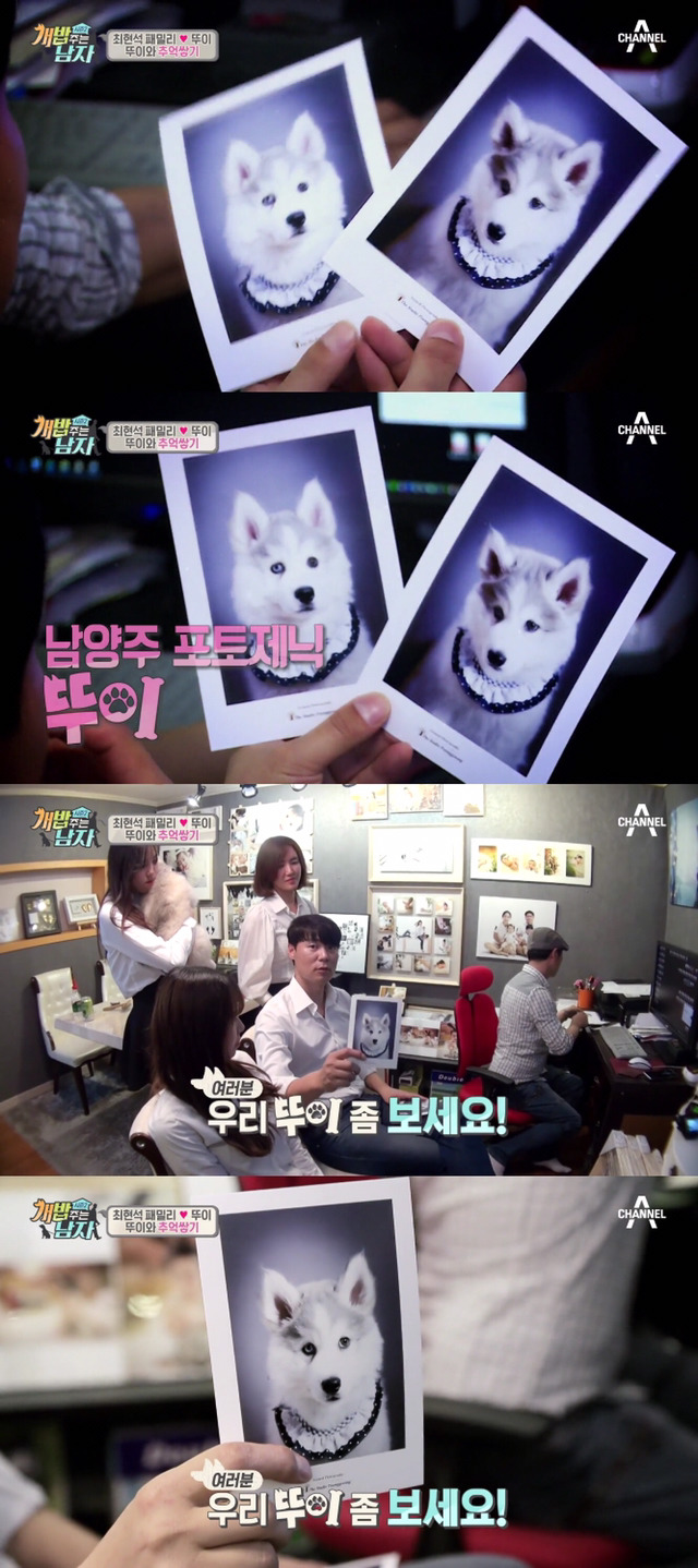 겁나 귀여운 최현석 셰프 강아지 뚜이(오드아이 시베리안 허스키).jpg | 인스티즈
