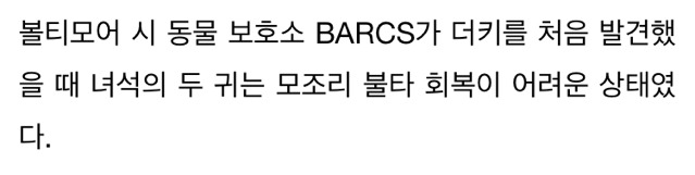 학대로 두 귀 불타 없어지고도 사람 따르는 고양이 | 인스티즈