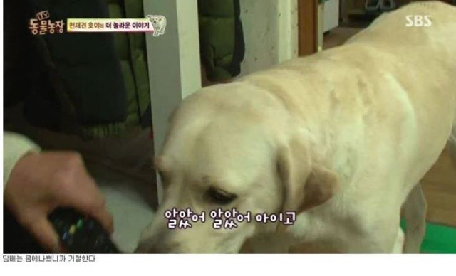 동물농장에 나온 역대급 천재 개ㄷㄷ | 인스티즈