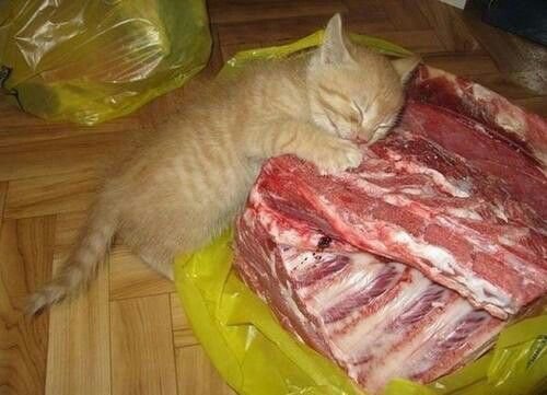 밥먹는 고양이.jpg | 인스티즈