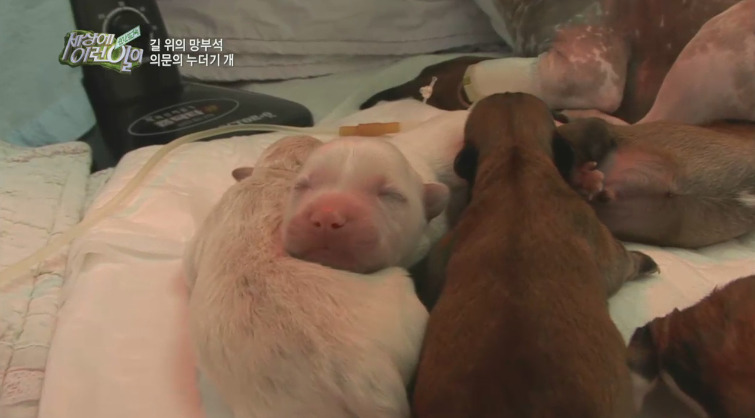 [세상에이런일이] 도로위에 망부석이 되서 주인을 기다리는 강아지.jpg | 인스티즈