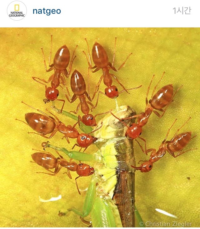 개미에게 당하는.. | 인스티즈