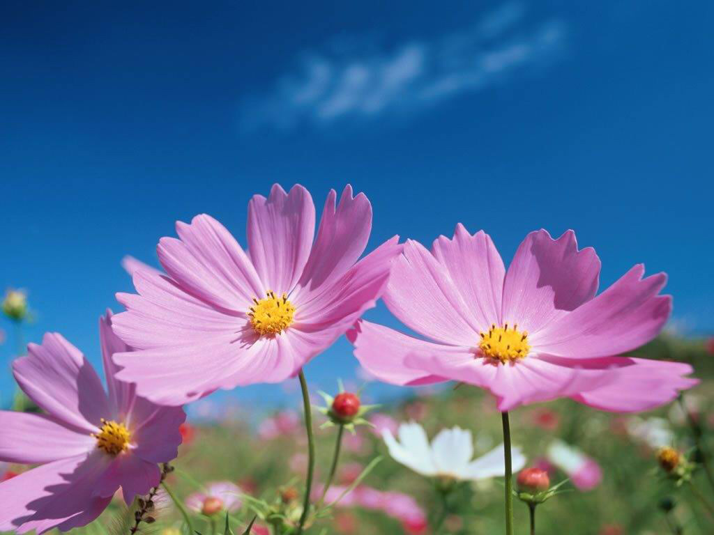 우리나라 사람들이 가장 좋아하는 꽃.jpg | 인스티즈