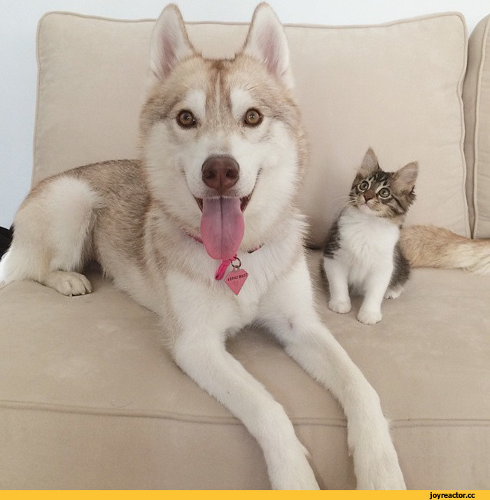 허스키와 고양이.jpg | 인스티즈