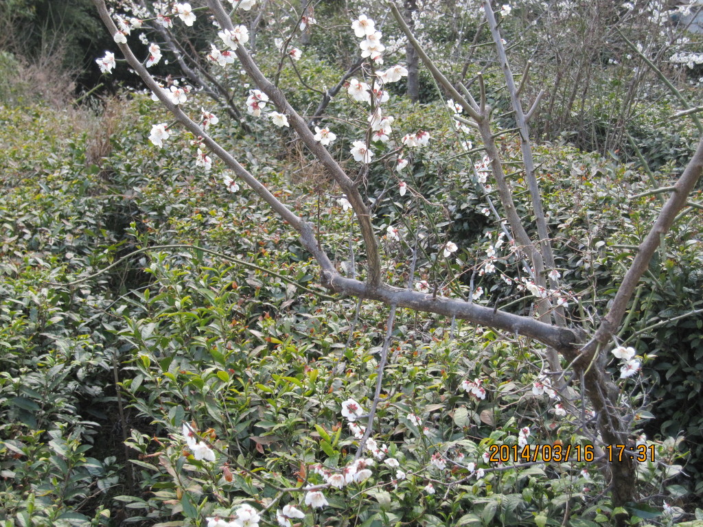 백운산녹차원 이미지