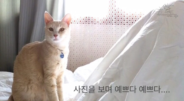 내 고양이의 장례식(슬픔주의) | 인스티즈