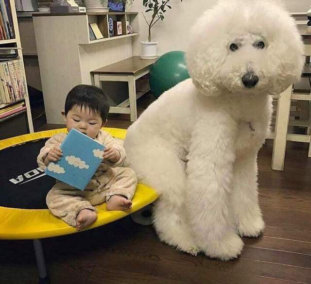 대형견을 키우는 이유 | 인스티즈