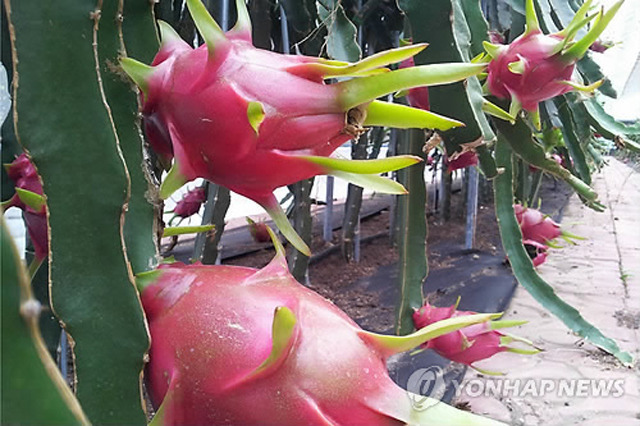 과일바빠 이미지