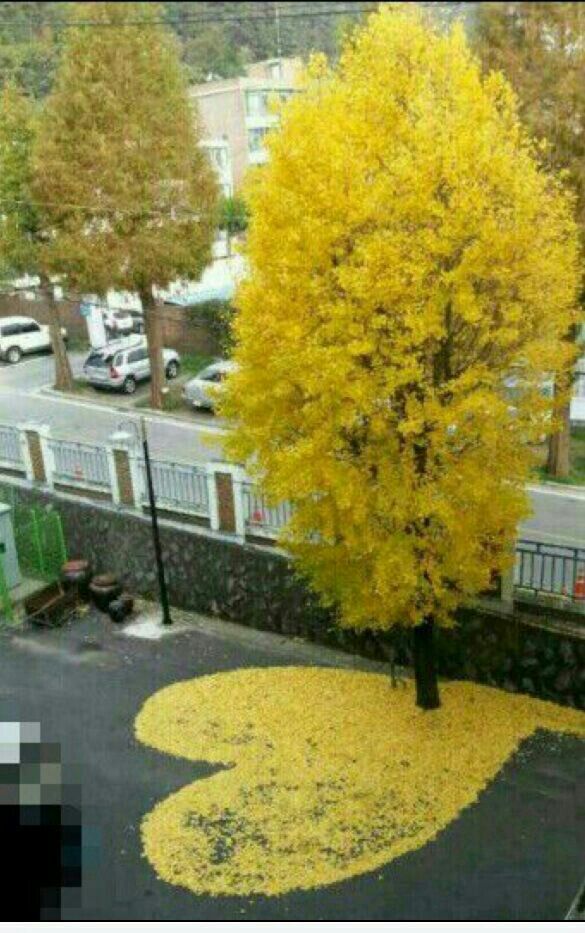 나무사랑 이미지