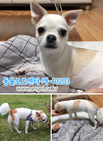 수컷 이미지