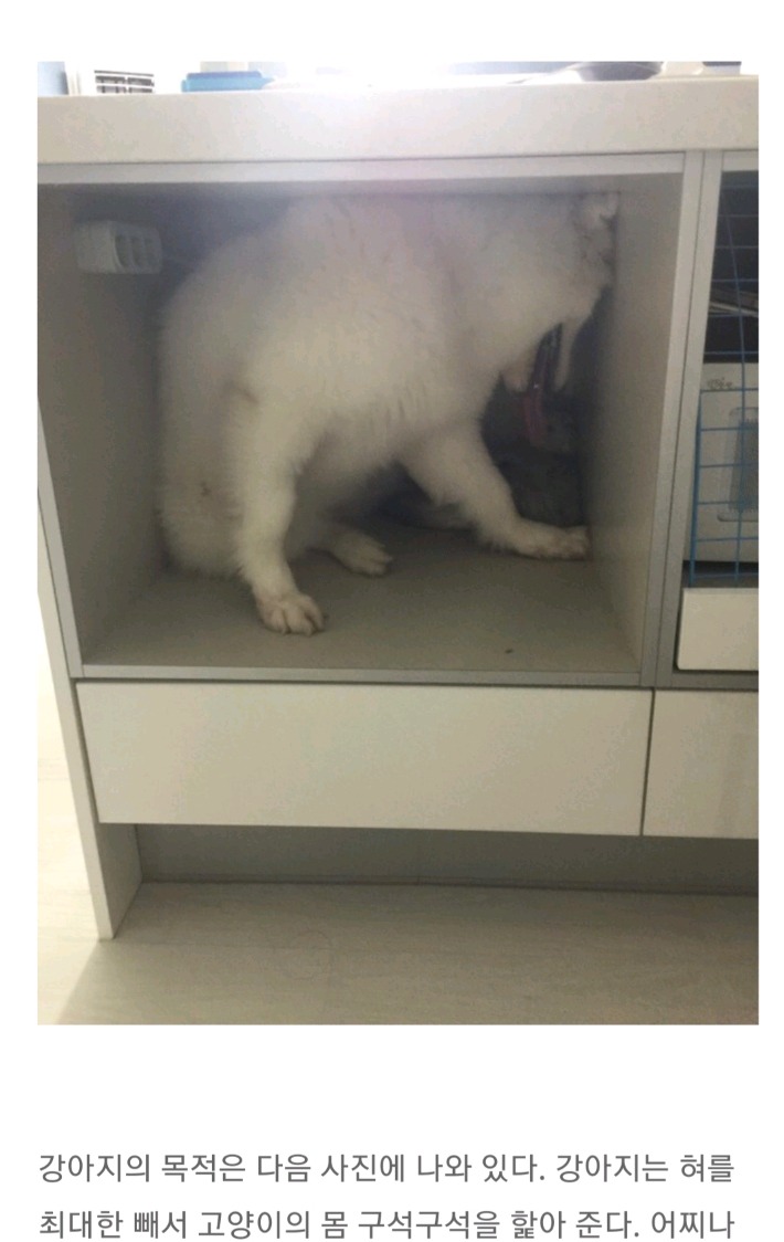 강아지에게 폭풍 그루밍 당하는 체념한 고양이 | 인스티즈
