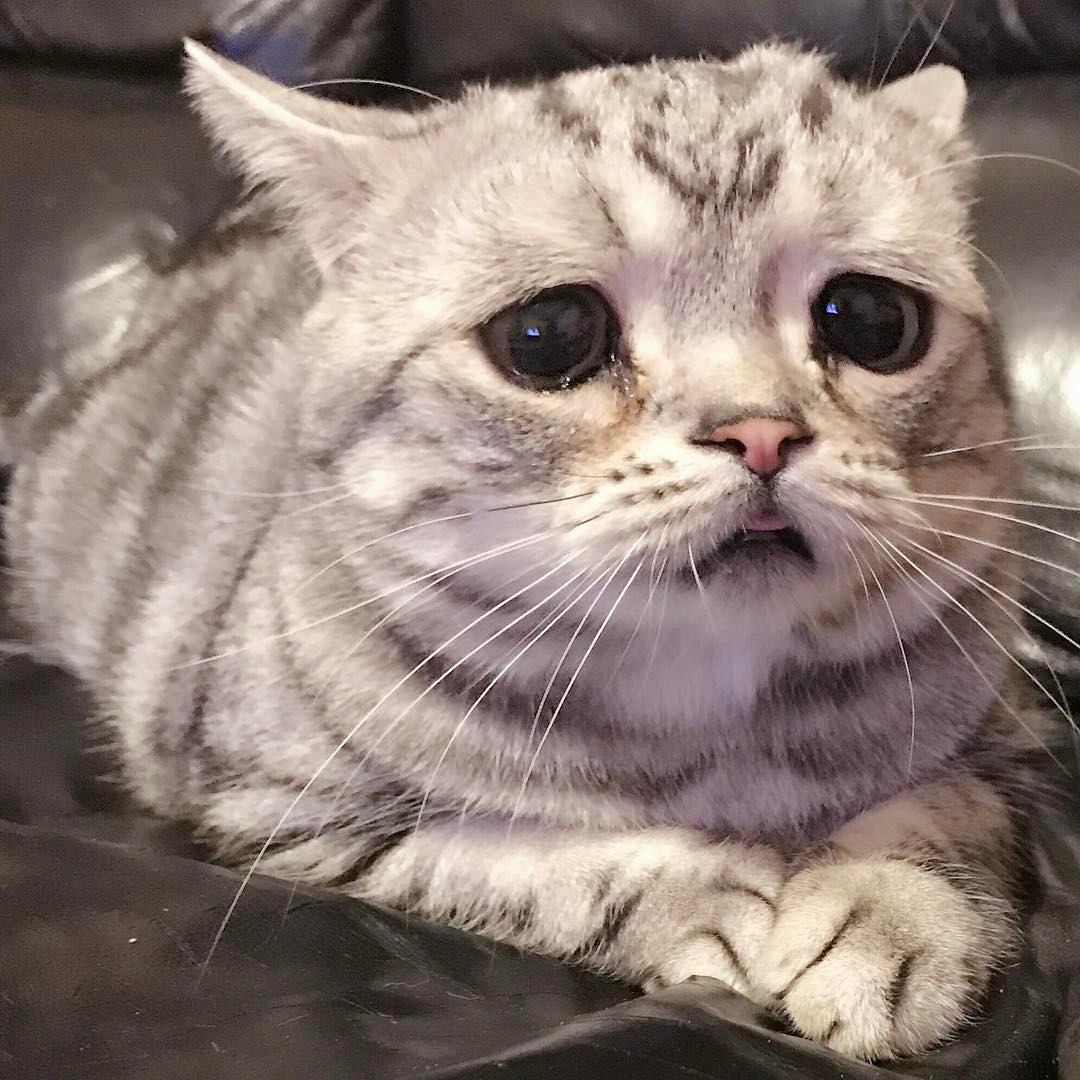 항상 억울한 냥이.jpg | 인스티즈