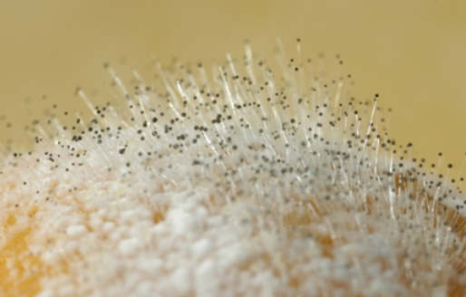 펑거스Fungus 이미지