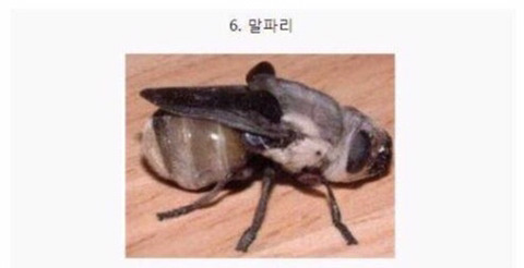 보기보다 훨씬 더 위험한 생물들 (혐오주의) | 인스티즈