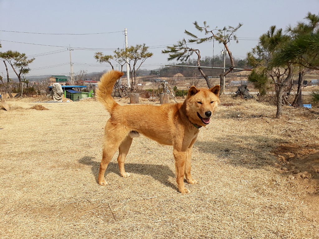 대도 이미지