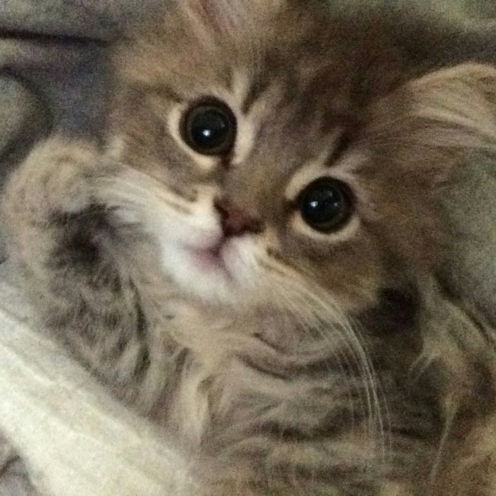 고양이 증명사진 | 인스티즈