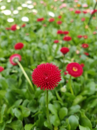 99219A4C5C883F1F251D77