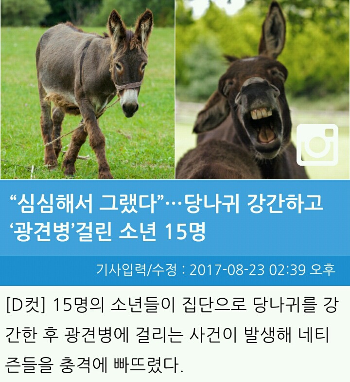 당나귀를 강간한 10대 소년들 ㄷㄷㄷ | 인스티즈