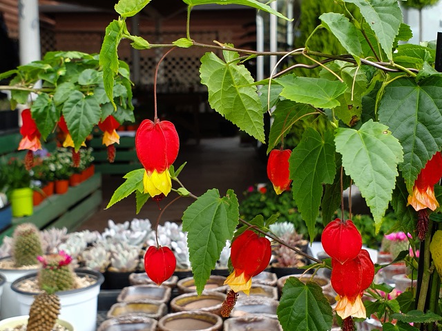 9926A33D5CBD0EFA2CCAAE