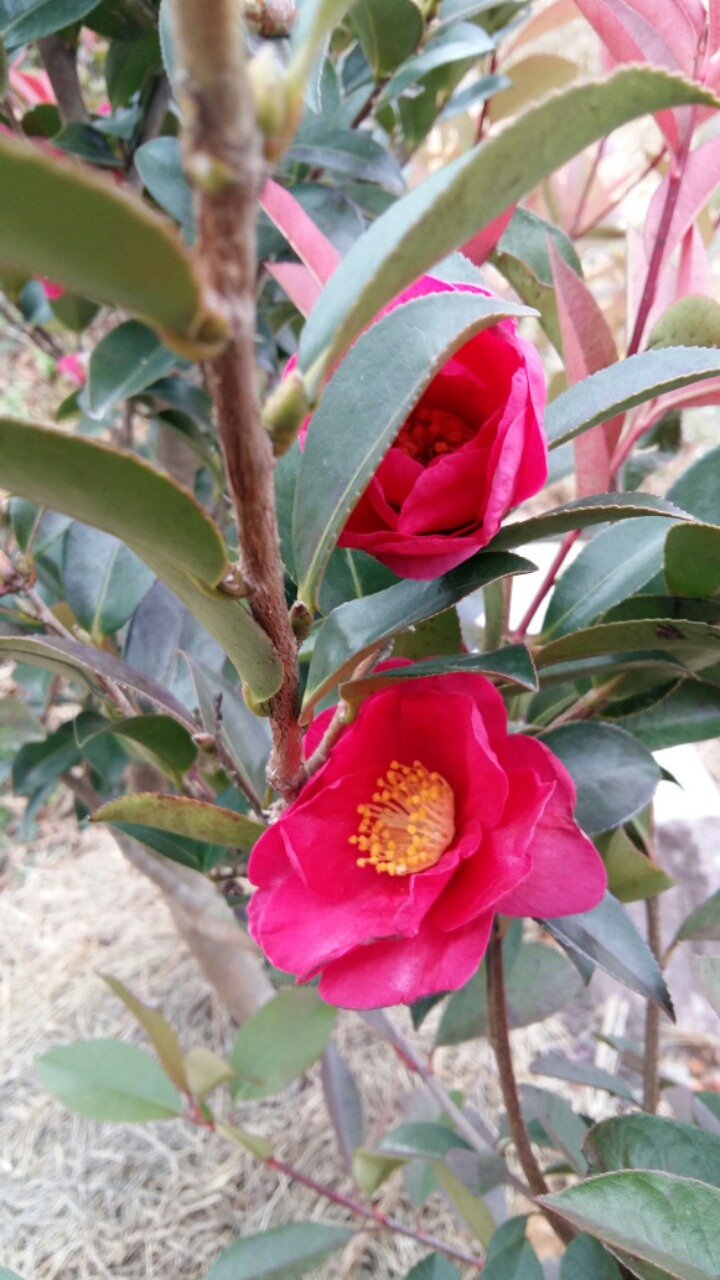 산다화 이미지