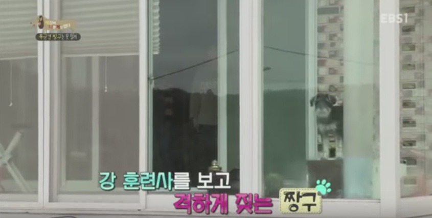 관리 못하겠으면 키우지도 마라 | 인스티즈