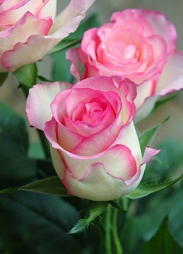 RoseDay 이미지