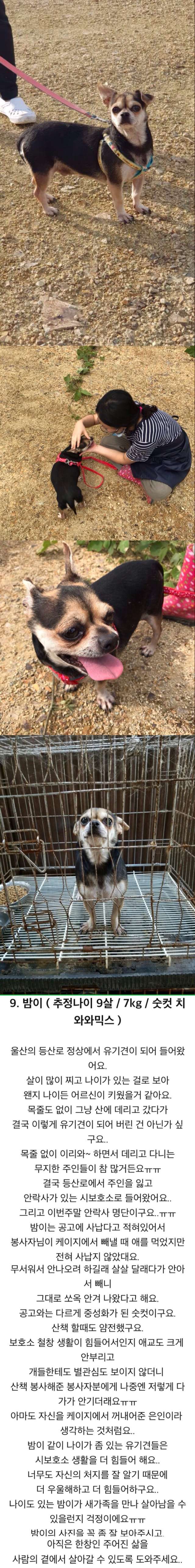 10월29일 안락사견들의 새가족을 찾습니다.(1~15번) | 인스티즈