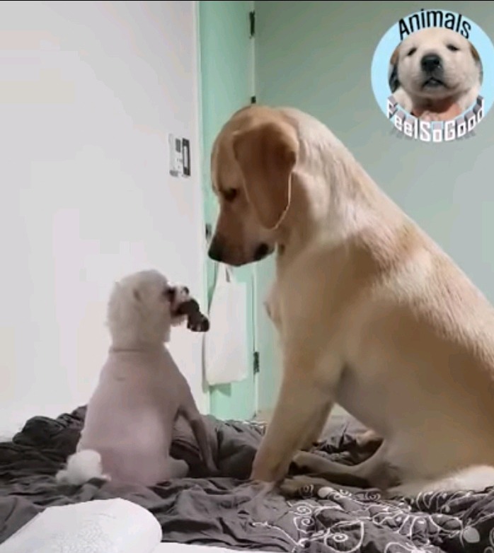 장난감 하나로 시비붙은 소형견VS대형견 | 인스티즈