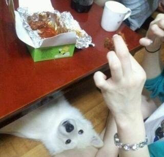 반려견에게 가장 미안한 상황들 | 인스티즈