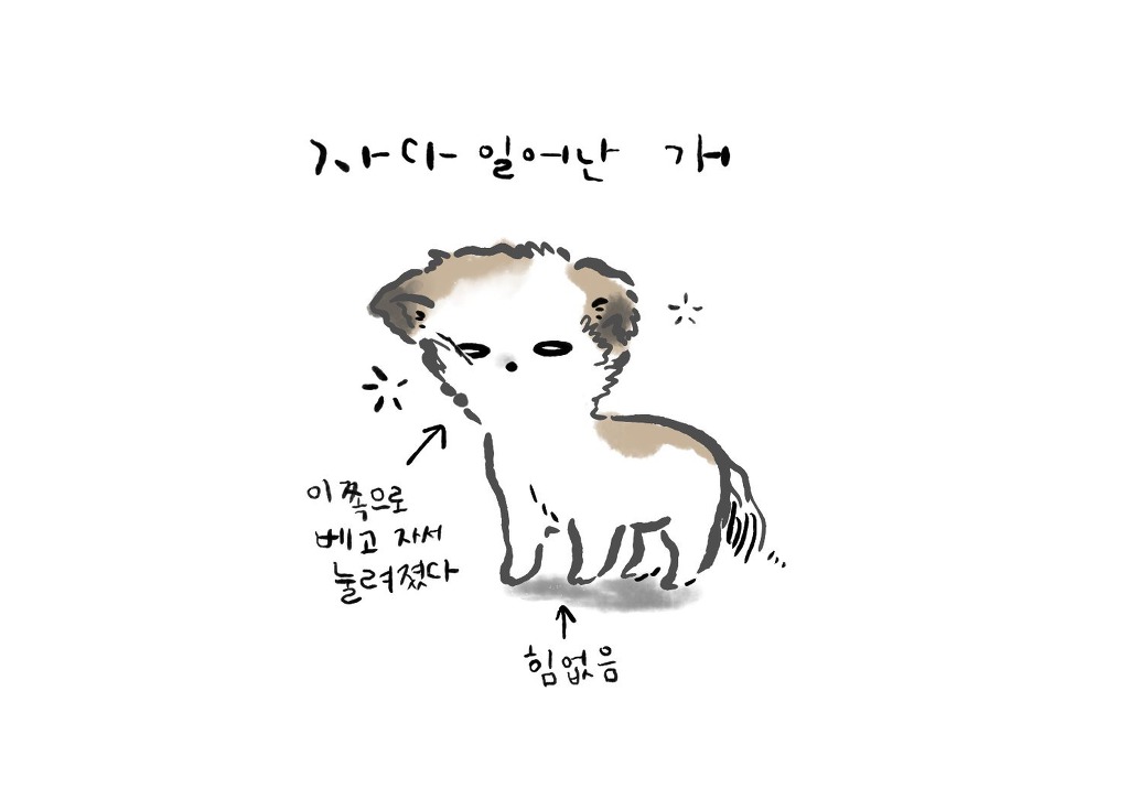자다 일어난 개는.twt | 인스티즈